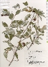  ( - TW021379)  @11 [ ] Copyright (2021) Unspecified Forestry and Forest Products Research Institute