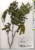  ( - TW021380)  @11 [ ] Copyright (2021) Unspecified Forestry and Forest Products Research Institute
