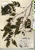  ( - TW021386)  @11 [ ] Copyright (2021) Unspecified Forestry and Forest Products Research Institute