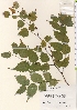  ( - TW021396)  @11 [ ] Copyright (2021) Unspecified Forestry and Forest Products Research Institute