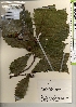  ( - TW021402)  @11 [ ] Copyright (2021) Unspecified Forestry and Forest Products Research Institute