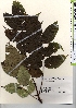  ( - TW021403)  @11 [ ] Copyright (2021) Unspecified Forestry and Forest Products Research Institute