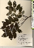  ( - TW021407)  @11 [ ] Copyright (2021) Unspecified Forestry and Forest Products Research Institute