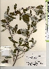  ( - TW021418)  @11 [ ] Copyright (2021) Unspecified Forestry and Forest Products Research Institute
