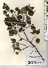  ( - TW021420)  @11 [ ] Copyright (2021) Unspecified Forestry and Forest Products Research Institute