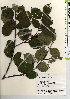  ( - TW021424)  @11 [ ] Copyright (2021) Unspecified Forestry and Forest Products Research Institute