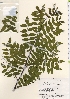  ( - TW021528)  @11 [ ] Copyright (2021) Unspecified Forestry and Forest Products Research Institute