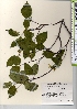  ( - TW021545)  @11 [ ] Copyright (2021) Unspecified Forestry and Forest Products Research Institute