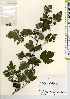  ( - TW021552)  @11 [ ] Copyright (2021) Unspecified Forestry and Forest Products Research Institute
