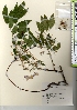  ( - TW021561)  @11 [ ] Copyright (2021) Unspecified Forestry and Forest Products Research Institute