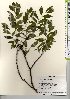  ( - TW021566)  @11 [ ] Copyright (2021) Unspecified Forestry and Forest Products Research Institute