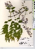 ( - TW021573)  @11 [ ] Copyright (2021) Unspecified Forestry and Forest Products Research Institute