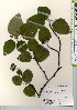  ( - TW021578)  @11 [ ] Copyright (2021) Unspecified Forestry and Forest Products Research Institute