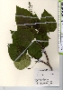  ( - TW021583)  @11 [ ] Copyright (2021) Unspecified Forestry and Forest Products Research Institute