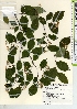  ( - TW021584)  @11 [ ] Copyright (2021) Unspecified Forestry and Forest Products Research Institute