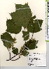  ( - TW021585)  @11 [ ] Copyright (2021) Unspecified Forestry and Forest Products Research Institute