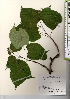  ( - TW021586)  @11 [ ] Copyright (2021) Unspecified Forestry and Forest Products Research Institute