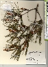  ( - TW021587)  @11 [ ] Copyright (2021) Unspecified Forestry and Forest Products Research Institute