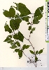  ( - TW021592)  @11 [ ] Copyright (2021) Unspecified Forestry and Forest Products Research Institute