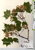  ( - TW021593)  @11 [ ] Copyright (2021) Unspecified Forestry and Forest Products Research Institute