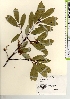  ( - TW021600)  @11 [ ] Copyright (2021) Unspecified Forestry and Forest Products Research Institute