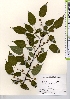  ( - TW021601)  @11 [ ] Copyright (2021) Unspecified Forestry and Forest Products Research Institute