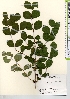  ( - TW021603)  @11 [ ] Copyright (2021) Unspecified Forestry and Forest Products Research Institute