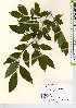 ( - TW021612)  @11 [ ] Copyright (2021) Unspecified Forestry and Forest Products Research Institute