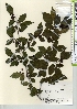  ( - TW021616)  @11 [ ] Copyright (2021) Unspecified Forestry and Forest Products Research Institute