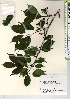  ( - TW021618)  @11 [ ] Copyright (2021) Unspecified Forestry and Forest Products Research Institute