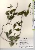  ( - TW021620)  @11 [ ] Copyright (2021) Unspecified Forestry and Forest Products Research Institute