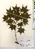  ( - TW021624)  @11 [ ] Copyright (2021) Unspecified Forestry and Forest Products Research Institute