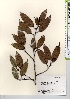  ( - TW021644)  @11 [ ] Copyright (2021) Unspecified Forestry and Forest Products Research Institute