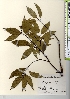  ( - TW021645)  @11 [ ] Copyright (2021) Unspecified Forestry and Forest Products Research Institute