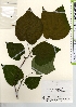  ( - TW021649)  @11 [ ] Copyright (2021) Unspecified Forestry and Forest Products Research Institute