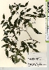  (Damnacanthus indicus subsp. major - TW021652)  @11 [ ] Copyright (2021) Unspecified Forestry and Forest Products Research Institute