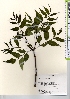  ( - TW021660)  @11 [ ] Copyright (2021) Unspecified Forestry and Forest Products Research Institute