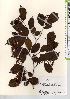  ( - TW021666)  @11 [ ] Copyright (2021) Unspecified Forestry and Forest Products Research Institute