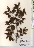  ( - TW021667)  @11 [ ] Copyright (2021) Unspecified Forestry and Forest Products Research Institute