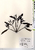  ( - TW021668)  @11 [ ] Copyright (2021) Unspecified Forestry and Forest Products Research Institute