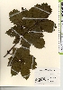  ( - TW021672)  @11 [ ] Copyright (2021) Unspecified Forestry and Forest Products Research Institute