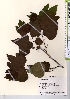  ( - TW021673)  @11 [ ] Copyright (2021) Unspecified Forestry and Forest Products Research Institute