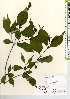  ( - TW021691)  @11 [ ] Copyright (2021) Unspecified Forestry and Forest Products Research Institute