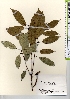  ( - TW021693)  @11 [ ] Copyright (2021) Unspecified Forestry and Forest Products Research Institute