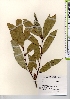  ( - TW021709)  @11 [ ] Copyright (2021) Unspecified Forestry and Forest Products Research Institute