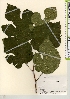  ( - TW021886)  @11 [ ] Copyright (2021) Unspecified Forestry and Forest Products Research Institute