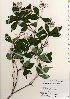  ( - TW021894)  @11 [ ] Copyright (2021) Unspecified Forestry and Forest Products Research Institute