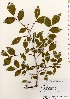  ( - TW021896)  @11 [ ] Copyright (2021) Unspecified Forestry and Forest Products Research Institute