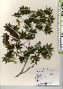  ( - TW021899)  @11 [ ] Copyright (2021) Unspecified Forestry and Forest Products Research Institute