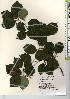  ( - TW021901)  @11 [ ] Copyright (2021) Unspecified Forestry and Forest Products Research Institute